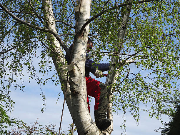 Best Seasonal Cleanup (Spring/Fall)  in Fredonia, AZ